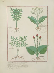 Top Row: Ligustrum and Acanthus. Bottom Row: Grass Plant and Apollinaris, Illustration from The Book of Simple Medicines, by Matthaeus Platearius (d.c.1161) c.1470